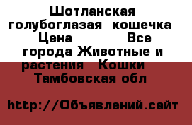 Шотланская голубоглазая  кошечка › Цена ­ 5 000 - Все города Животные и растения » Кошки   . Тамбовская обл.